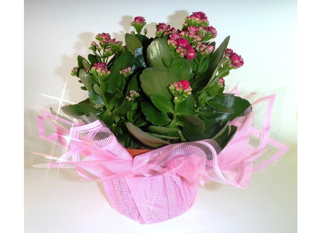 Decoration of flowers 62