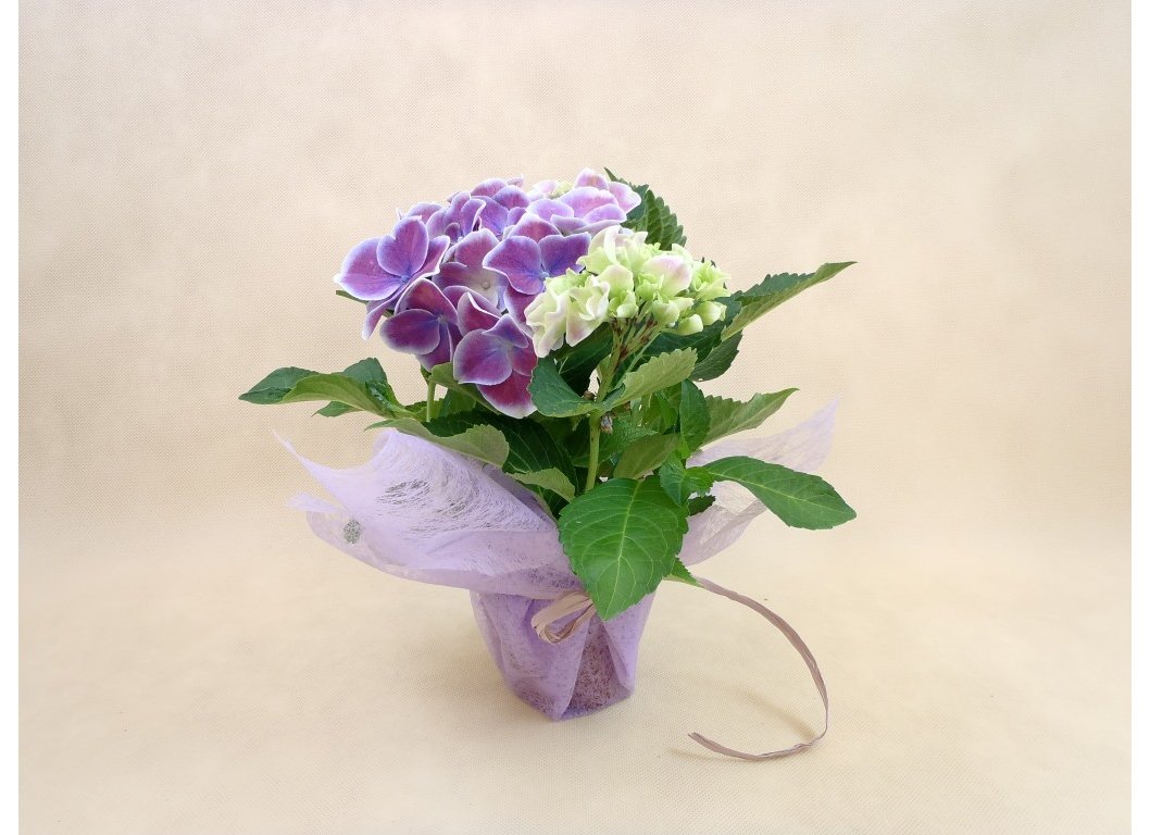 Decoration of flowers 52